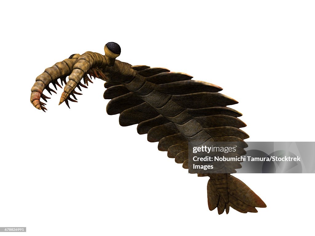 Anomalocaris canadensis is an arthropod from the Cambrian of Canada.
