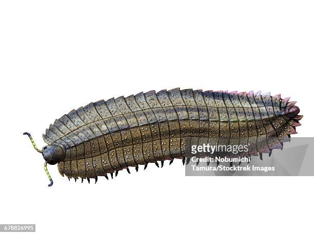 arthropleura armata is an extinct millipede from the late carboniferous of europe. - paleozoic era stock-grafiken, -clipart, -cartoons und -symbole