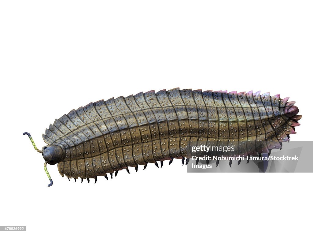 Arthropleura armata is an extinct millipede from the Late Carboniferous of Europe.