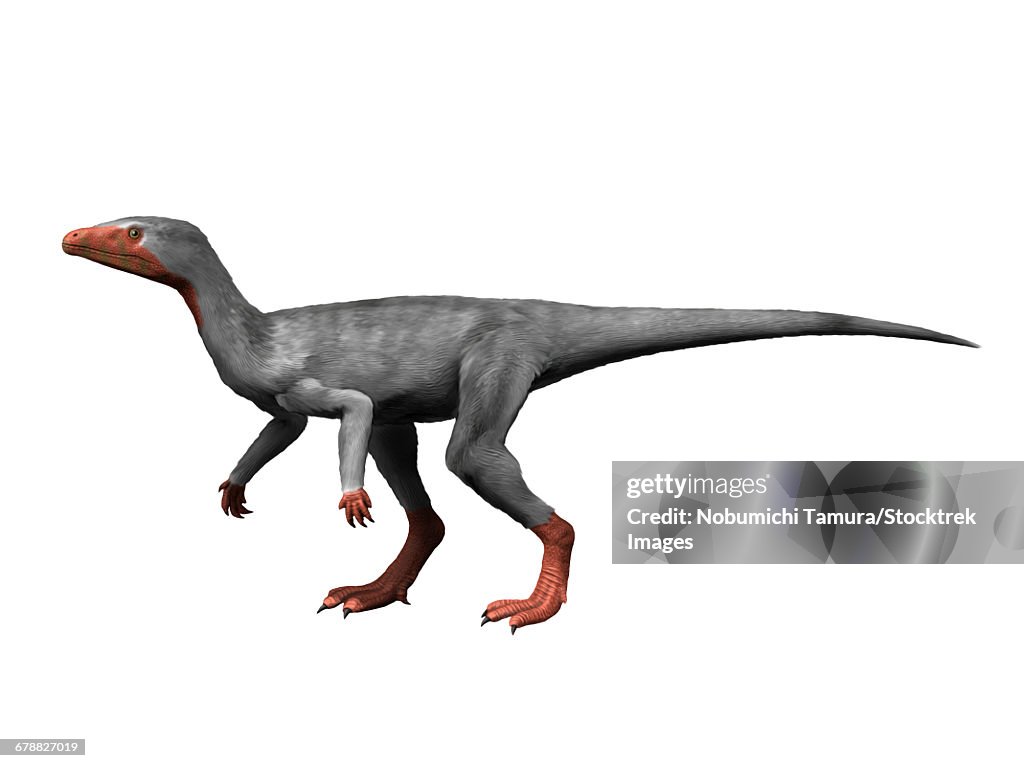 Eoraptor lunensis is an extinct dinosaur from the Late Triassic of Argentina.