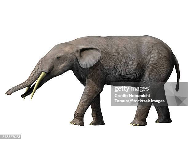 gomphotherium angustidens from the miocene epoch of europe - miocene stock illustrations