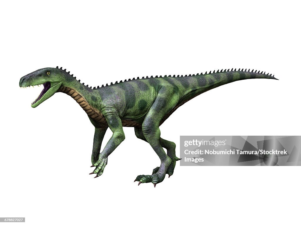 Herrerasaurus ischigualastensis is a theropod dinosaur from the Late Triassic of Argentina.