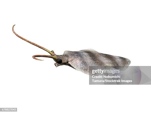 nectocaris pteryx is an extinct animal from the cambrian of canada. - nectocaris stock illustrations