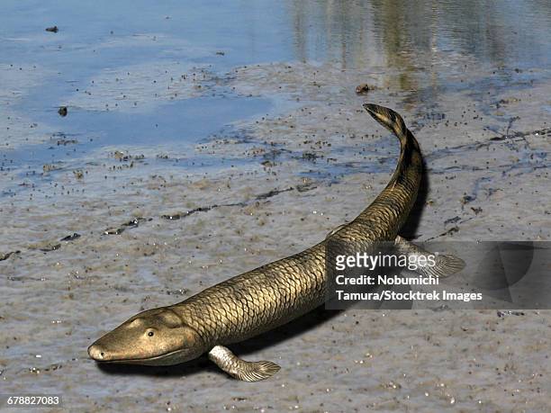 tiktaalik roseae is an extinct lobe-finned fish from the late devonian of canada. - morphology stock illustrations