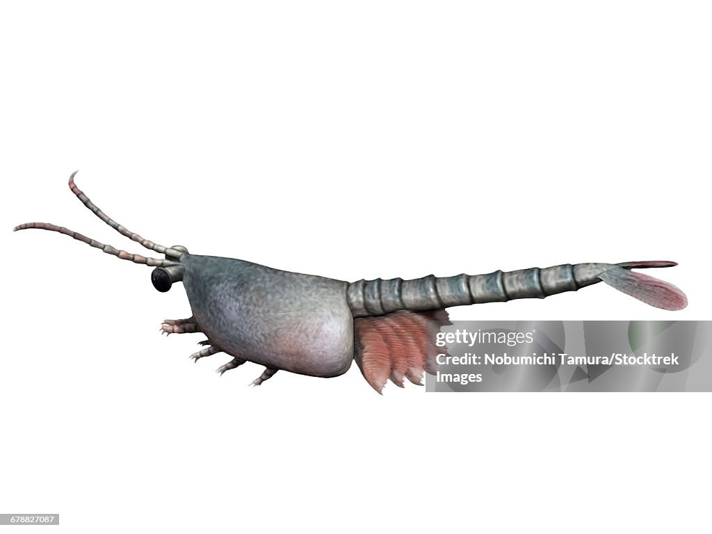 Waptia fieldensis is an extinct arthropod from the Cambrian of Canada.