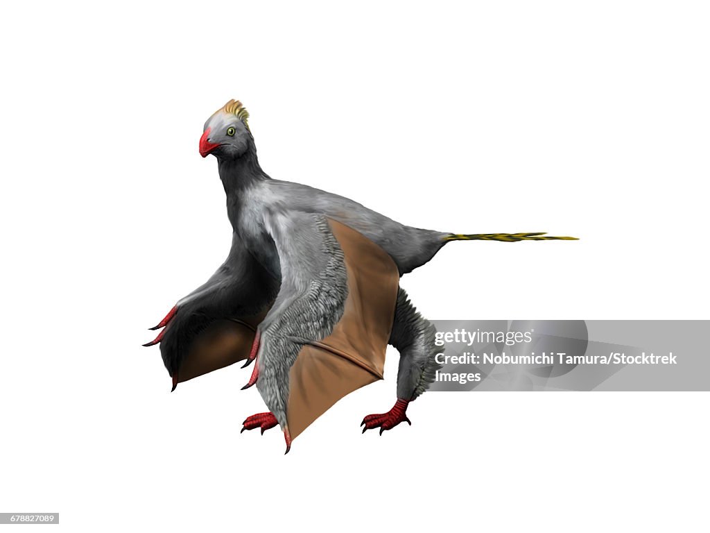 Yi qi is an extinct theropod from the Late Jurassic of China.