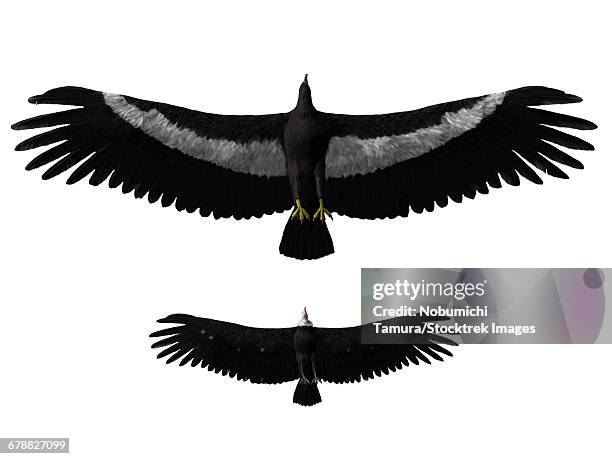 argentavis magnificens compared to an american condor. - miocene stock illustrations