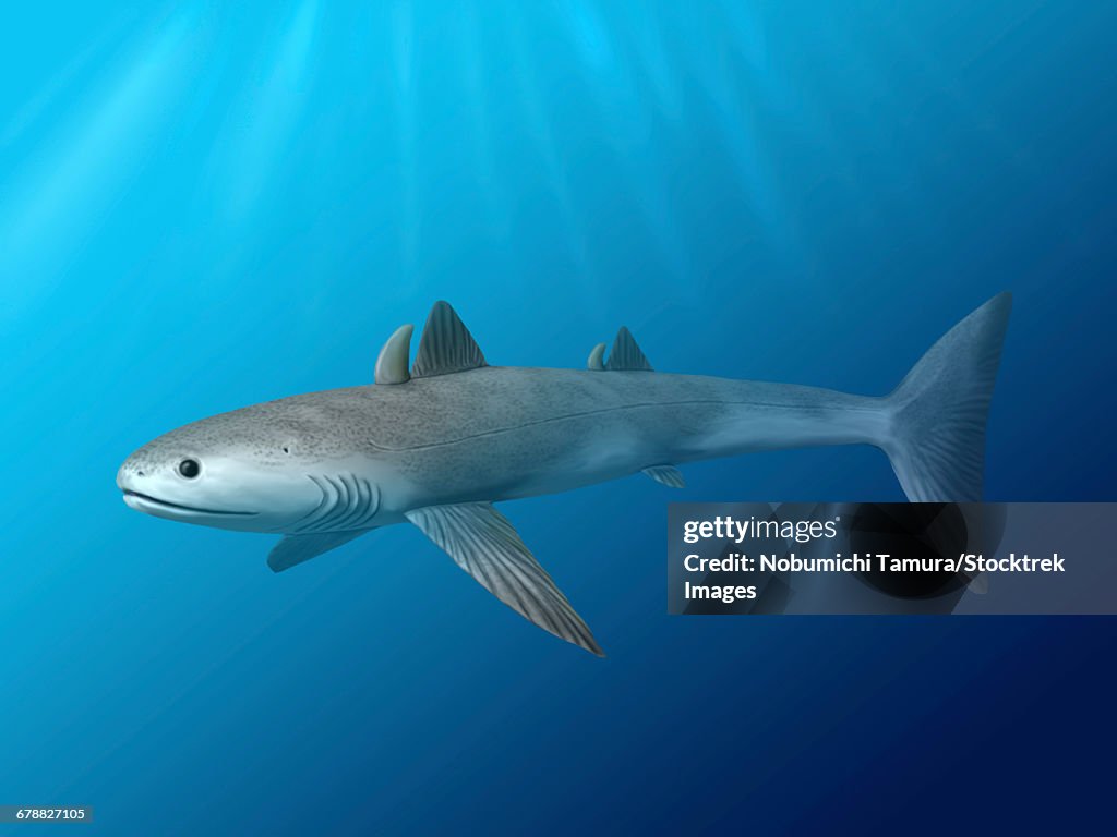 Cladoselache fyleri is an extinct shark from the Late Devonian period.