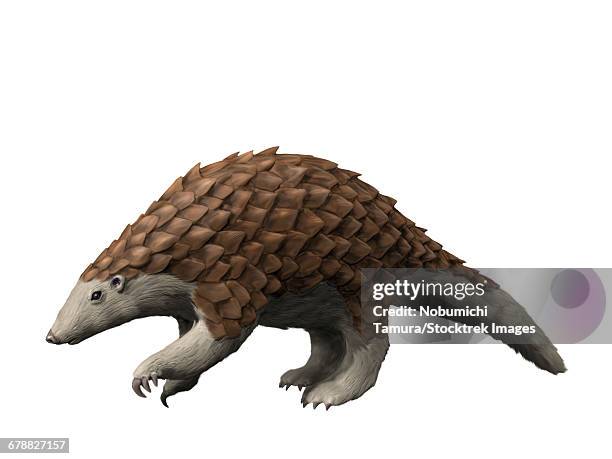 eomanis waldi is a pangolin from the eocene epoch of germany. - anteater stock illustrations