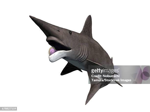 helicoprion bessonovi is a cartilaginous fish from the paleozoic era. - triassic stock illustrations