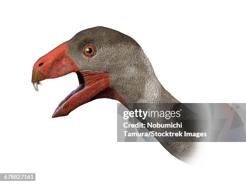 Inosaurus Incisivosaurus Gauthieri Is A Theropod Dinosaur From The Early ...