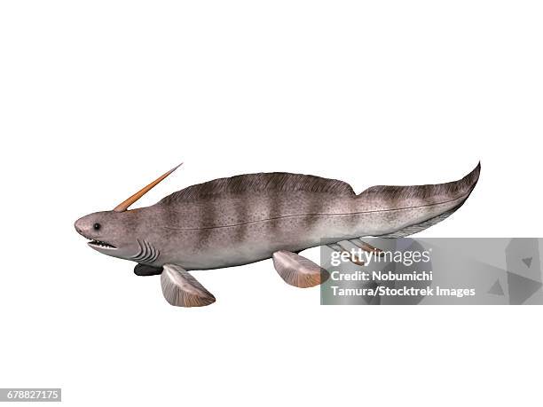 stockillustraties, clipart, cartoons en iconen met xenacanthus decheni is a prehistoric shark from the early permian of europe. - lelijkheid