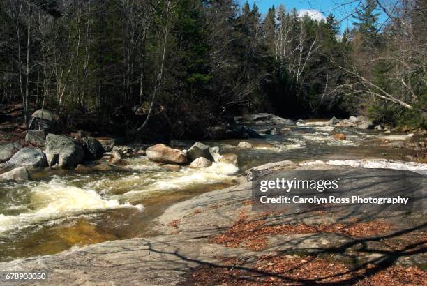 white mountain national forest. - carolyn ross stock pictures, royalty-free photos & images