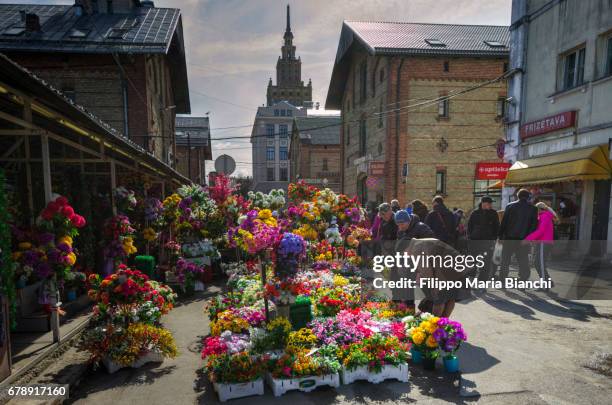 flower market in riga - lettonia bildbanksfoton och bilder