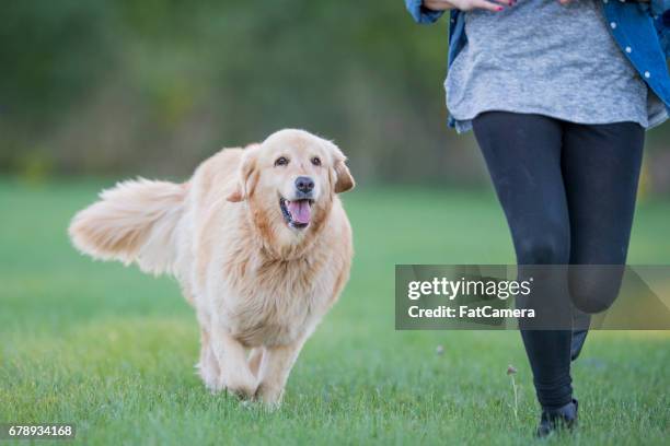 migliori amici - dressage foto e immagini stock