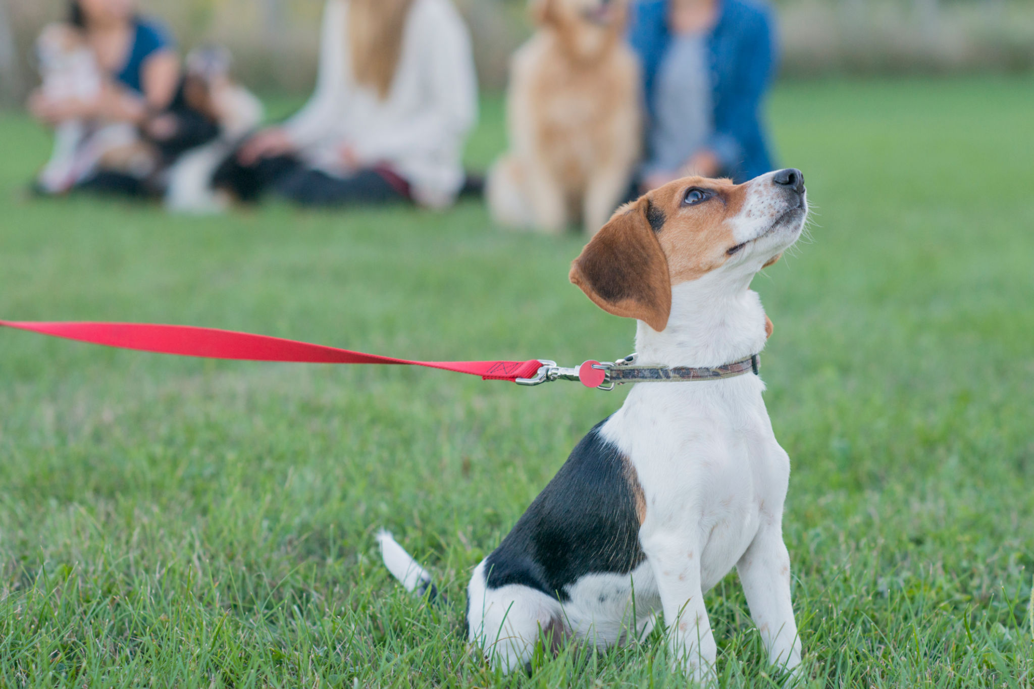 dog training