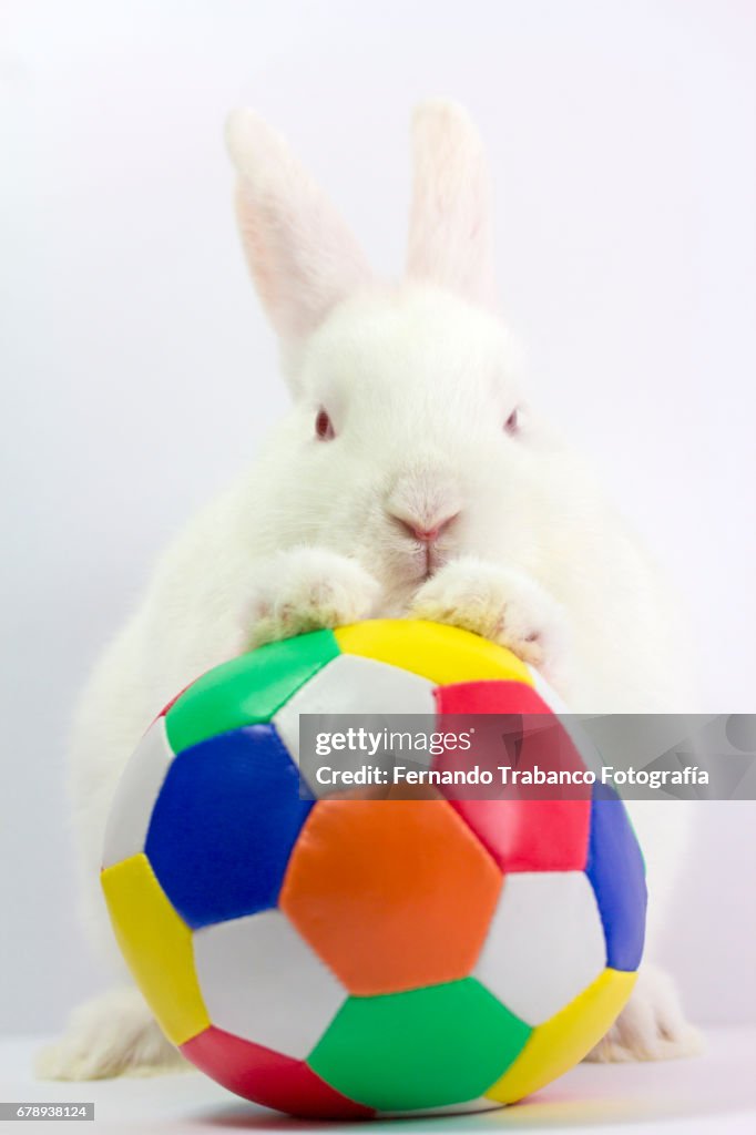 White Dwarf Rabbit Playing With A Colorful Soccer Ball Or Handball Or ...