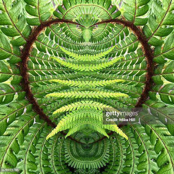 fern mandala - kaleidoscope heart stock pictures, royalty-free photos & images