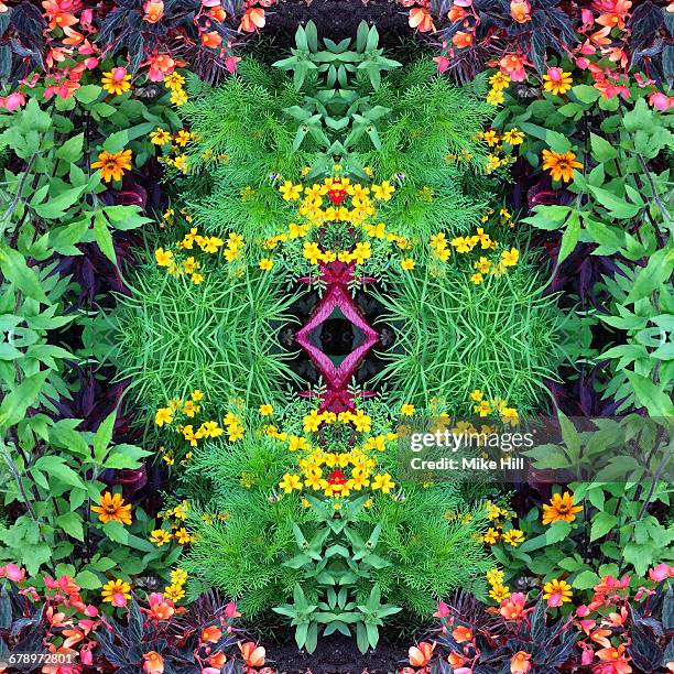 flower mandala - mandala stock-fotos und bilder