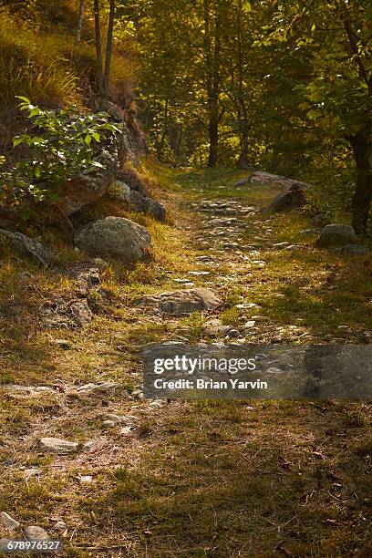 woods road, maritime alps, cuneo, italy - maritime alps stock pictures, royalty-free photos & images