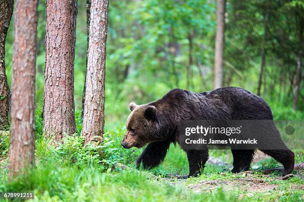 Brown Bear Walking Photos and Premium High Res Pictures - Getty Images
