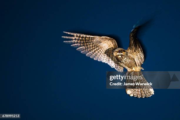 european nightjar in flight at dusk - caprimulgus europaeus stock pictures, royalty-free photos & images