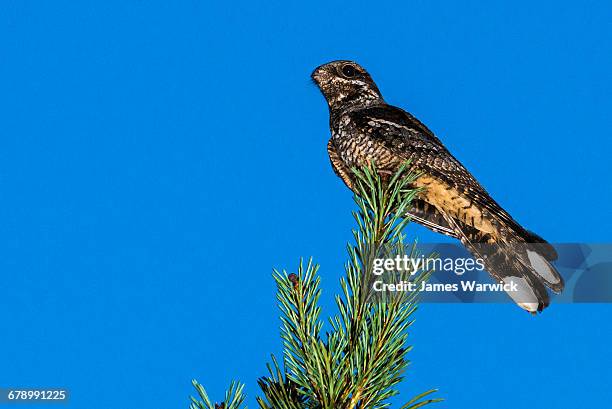 european nightjar on scots pine at dusk - caprimulgus europaeus stock pictures, royalty-free photos & images