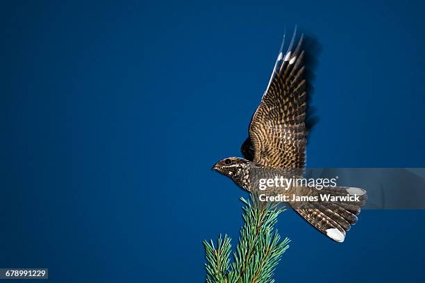 european nightjar on scots pine at dusk - caprimulgus europaeus stock pictures, royalty-free photos & images