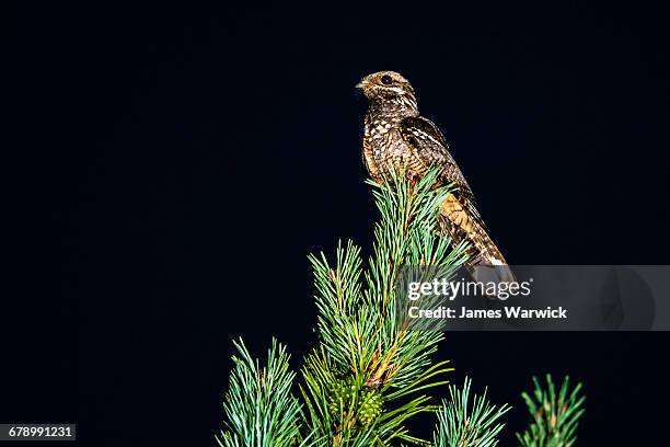 european nightjar on scots pine at night - caprimulgus europaeus stock pictures, royalty-free photos & images