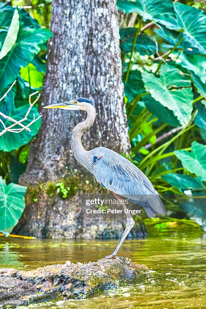 Great Blue Heron,Lousiana