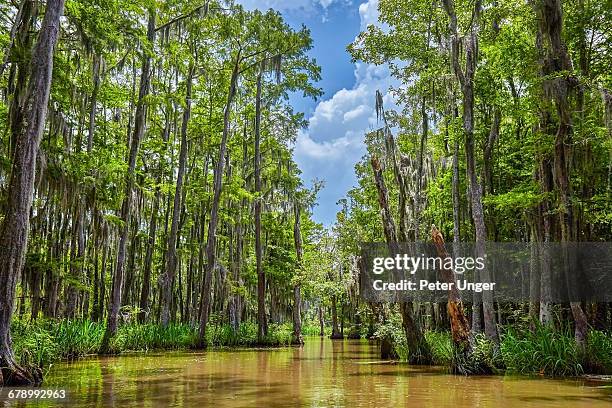 honey island swamp tree forest,louisiana - bayou stock-fotos und bilder