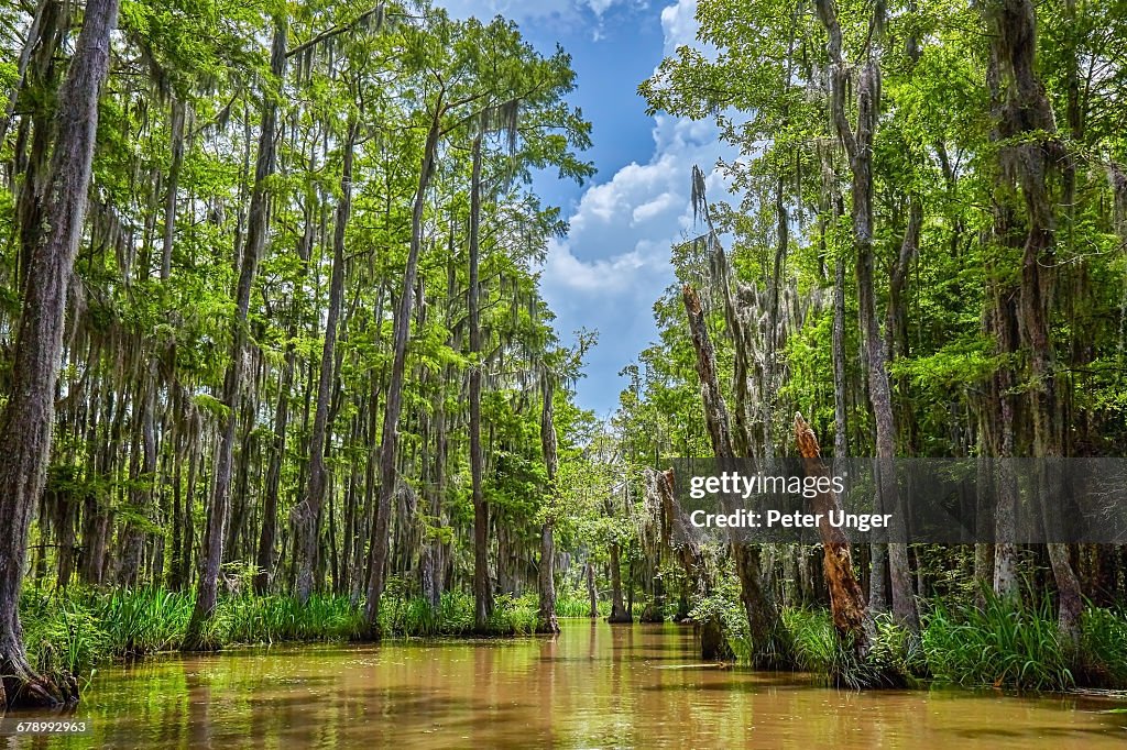 Honey Island Swamp tree forest,Louisiana