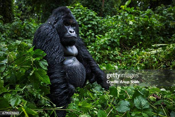 mountain gorilla male silverback sitting portrait - gorilla stock-fotos und bilder