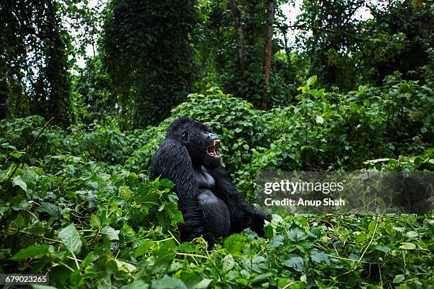 mountain gorilla male silverback yawning - silverback gorilla stock pictures, royalty-free photos & images