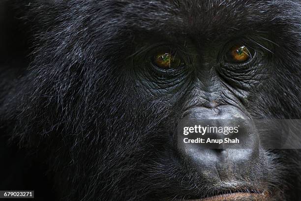 mountain gorilla female portrait - gorilla face stock-fotos und bilder