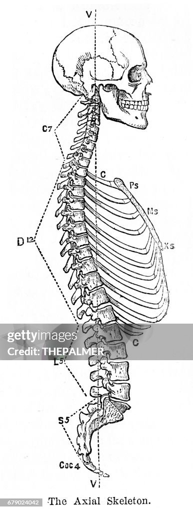 Axialskeletondiagram Axial Skeleton Skeleton Anatomy 440x280