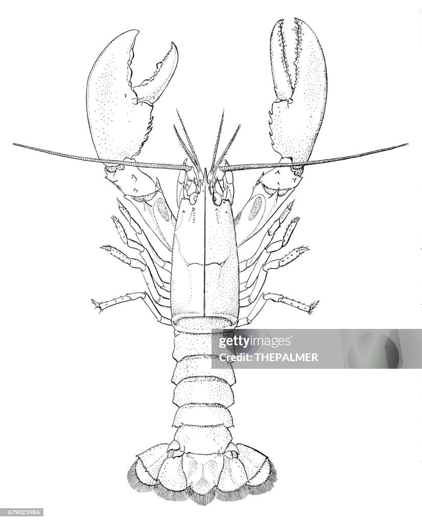 American lobster engraving 1895