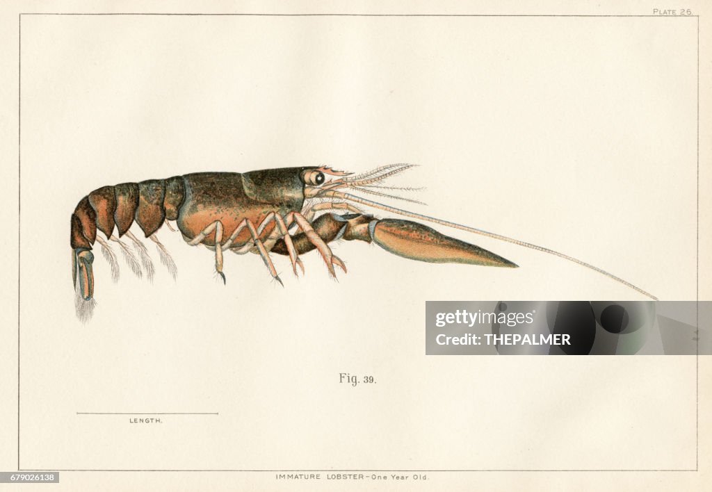 American lobster lithograph 1895