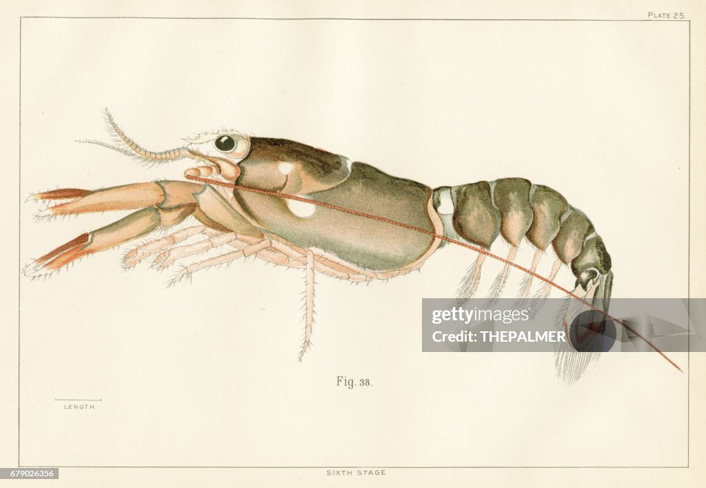 American lobster lithograph 1895