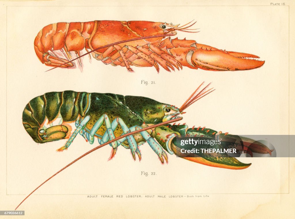 American lobster lithograph 1895