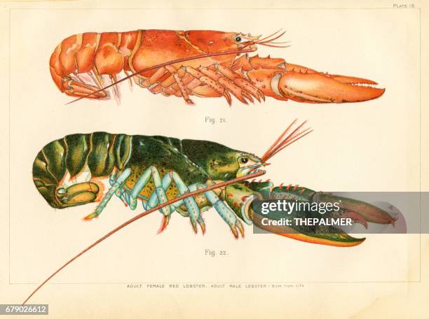 american lobster lithograph 1895 - maine stock illustrations