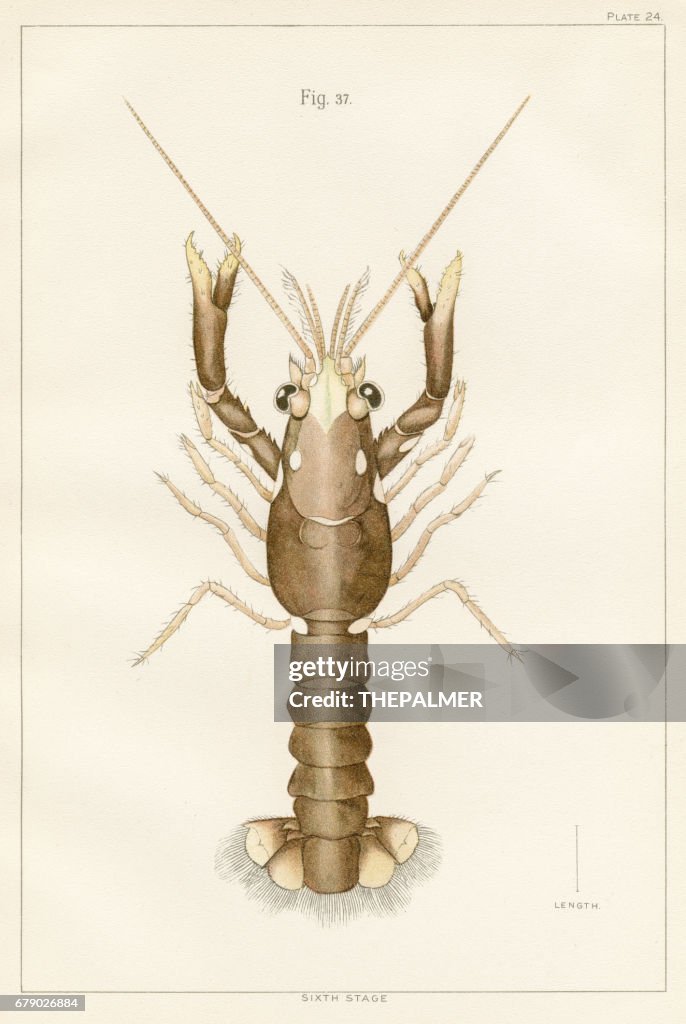 American lobster lithograph 1895