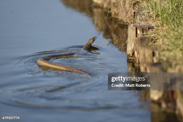 Snake is seen swimming in the lake on the 15th hole during the second round of the World Ladies Championship Salonpas Cup at the Ibaraki Golf Club on...