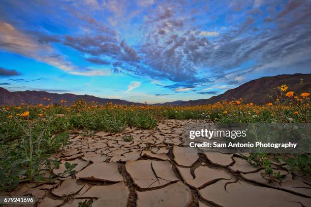 sunrise super bloom in anza-borrego desert state park - california super bloom stock-fotos und bilder