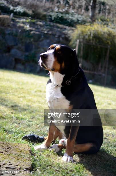 dog - tierisches haar - fotografias e filmes do acervo