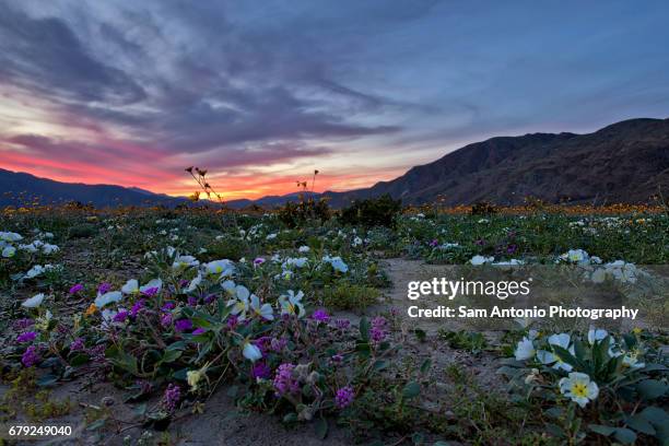 spectacular sunset of desert wildflowers during the spring super bloom - sam field stockfoto's en -beelden