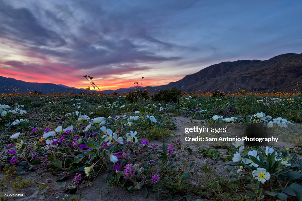 Spectacular sunset of desert wildflowers during the spring super bloom