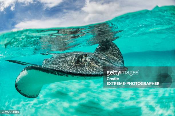 stingray under the surface - stingray stock pictures, royalty-free photos & images