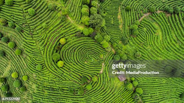 vista aérea de campos de té - lush foliage fotografías e imágenes de stock