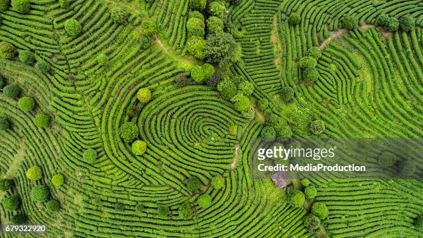 vue aérienne de champs de thé - land photos et images de collection